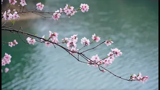 A Day in Hejia Village: Tea, Trails, and Quiet Beauty