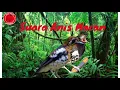 Download Lagu Suara Burung Anis Macan dan Terapi Air