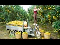 Harvesting 1000 Oranges, Use 3-Wheeled Truck To Transport Many Oranges Go To Market Sell