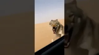 خطورة الذئب و شجاعته 