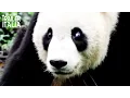 Video di SNEEZING BABY PANDA Trailer Ufficiale Italiano [HD]