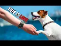 The Secret Love Languages of Your Jack Russell Terrier