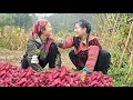 Lagu ​Giang Thi Sinh \u0026 Anlee: The Happiest Sweet Potato Harvest Ever!
