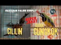 Download Lagu CUNGKOK VS CILILIN MASTERAN PALING KOMPLIT UNTUK MURAI BATU !! #masteranjernih #kicaumania