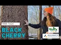 Tree Talk Black Cherry