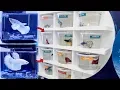 BETTA Fish SHOPPING SPREE BREEDING Betta Fish