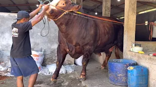TIMBANG SAPI RAKSASA,, PERSIAPAN KONTES PIALA PRESIDEN🔥