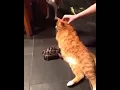 Turtle headbutting a cat