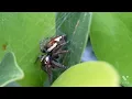 A MACRO CLOSE -UP OF SPIDER WEB SPINNING