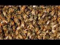 Download Lagu Bees for 12 Damn Hours