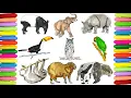 Wild Animals Colouring