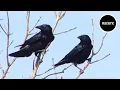 How AI is revealing the language of the birds