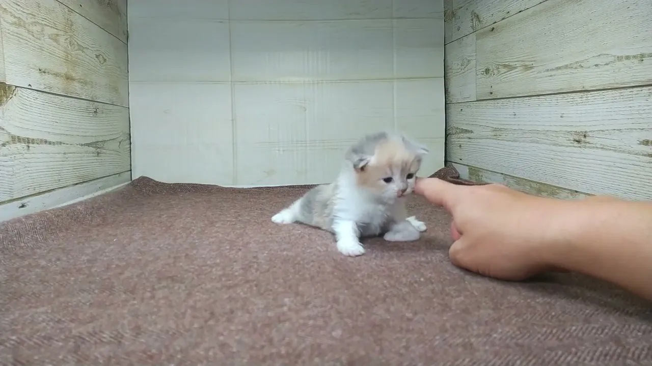 動画