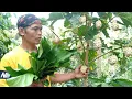 Download Lagu Daun mengkudu masak oseng dan tegeyan, ikan peda sambal tlenjeng