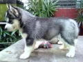 Siberian Husky Puppies Siberian Husky Dog Breed Pictures