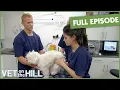 Devastating Little Puppy Diagnosed With Disease Eroding Bones S3 Ep14 Vet On The Hill