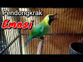 Download Lagu CUCAK RANTING GACOR SUARA JERNIH UNTUK PANCINGAN YANG SUSAH BUNYI || SUARA BURUNG CUCAK RANTING