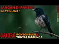 Lagu 3 Rahasia Agar Murai Batu Cepat Rontok Bulu — Terbukti Aman \u0026 Efektif!