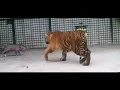 Download Lagu Plays with a pig before killing it - Sumatran tiger
