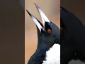 Download Lagu Panggilan Burung Terbaik: Burung Murai Australia Bernyanyi 🐦🖤