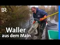 Download Lagu Haferlgucker: Wie schmeckt ein Waller aus dem Main? | Zwischen Spessart und Karwendel | BR MP3