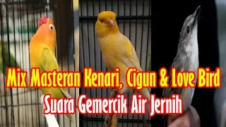 mix masteran kenari cigun u0026 love bird suara gemercik air