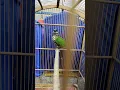 Download Lagu burung cak kucing kios Ali pasar burung Pramuka
