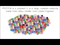 Monomers Polymers Synthesis Digestion