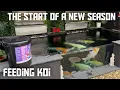 Lagu KOI POND FEEDING**WHEN TO START FEEDING AFTER WINTER**