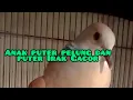 Download Lagu Suara burung silangan puter pelung dan puter irak