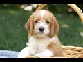 Poogle Puppies for Sale