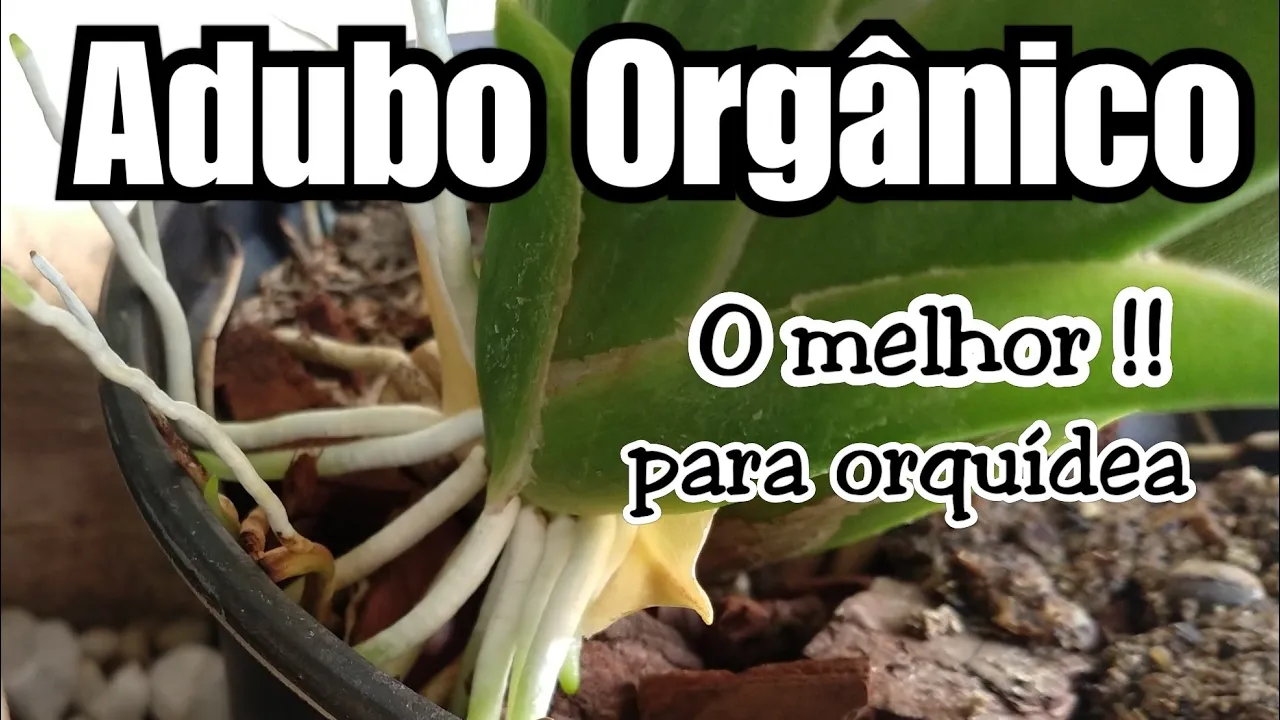 COMO USO ADUBO ORGÂNICO ORQUIDEAS