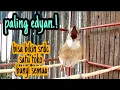 Download Lagu INGIN BELI SRDC OMBYOKAN.? PANCING PAKAI INI JELAS RESPON SAUT SAUTAN, SRDC BALI GACOR FULL ISIAN