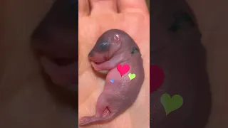What Kind of Animal Is This Tiny Pink Baby Dodo Kids