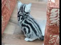 Robocat Silver Tabby Kittens display perfect patterns in black and silver