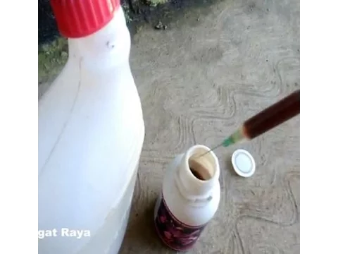 CARA MEMUPUK BUNGA ANGGREK, MUDAH DAN CEPAT, FLOWER ORCHID CARE