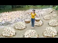 Download Lagu Harvesting Lots Of Duck Eggs At The Duck Farm To Sell At The Country Market | My Bushcraft / Nhat