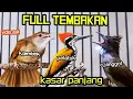 Lagu FULL TEMBAKAN KASAR PANJANG || kapas tembak vs pelatuk bawang vs cucak jenggot