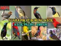 Download Lagu SUARA BURUNG RIBUT // yang banyak di gunakan oleh orang2 pikat burung kecil kecil