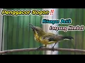 Lagu HANYA 3 DETIK‼️SOGON TROTOLAN NDASI DISITU LANGSUNG IKUT GACOR NGKLEPER‼️PENGGACOR SOGON BAHAN JOSSS