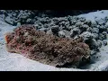 Download Lagu Finding Nudibranch in the Bio wreck  of Pemutaran Bali