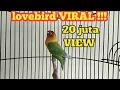 Download Lagu Suara burung Lovebird ini ampuh bikin labet apapun ikut bunyi,pancingan lovebird ngekek panjang