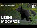 Download Lagu LEŚNI MOCARZE - film przyrodniczy produkcji Leśnego Studia Filmowego