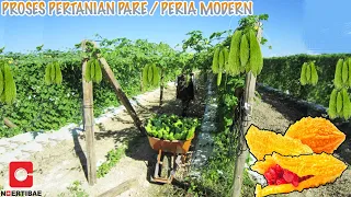 Download PROSES PERTANIAN PARE MODERN | BERKEBUN PERIA SEMI MODERN MP3