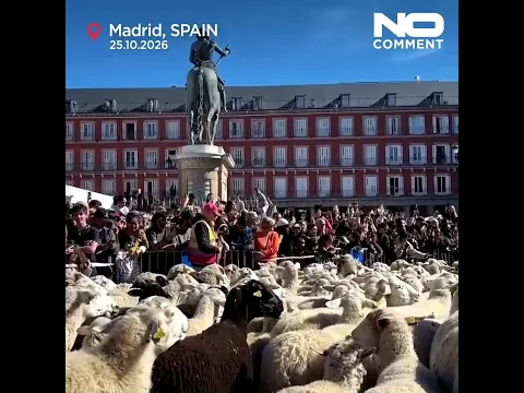 Thousands of sheep take over Madrid's streets