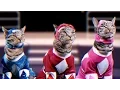 Download Lagu Mighty Morphin Meower Rangers - Meowphin Time! - Episode 1