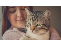 The bizarre mind-controlling parasite you contract from your cat
