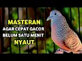 Download Lagu Perkutut Lokal Gacor Suara Besar Terapi Pemancing Burung Perkutut Agar Bunyi Gacor.