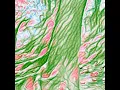 Green - Walterwarm & Weston Smith