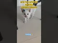 Download Lagu APETEU KITTEN CAT  #apt #song #cat #rosé #brunomars #kitten #catlover #catlovers #shorts #share